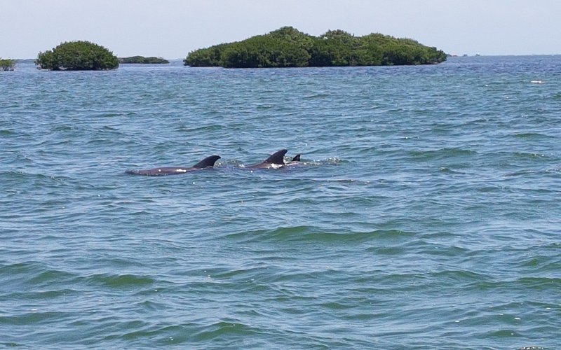 sun-island-cape-coral-charter-boats-and-services-dolphins-under-water