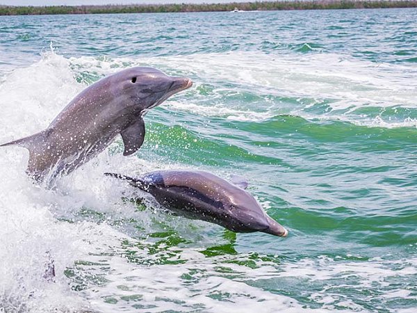 sun-island-cape-coral-charter-boats-and-services-jumping-dolphins