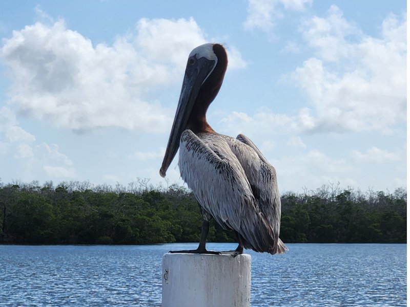 sun-island-cape-coral-charter-boats-and-services-pelican